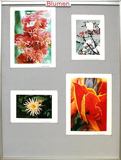 Blumen 2  - klick fr groes Bild