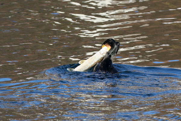 Kormoran mit Hecht