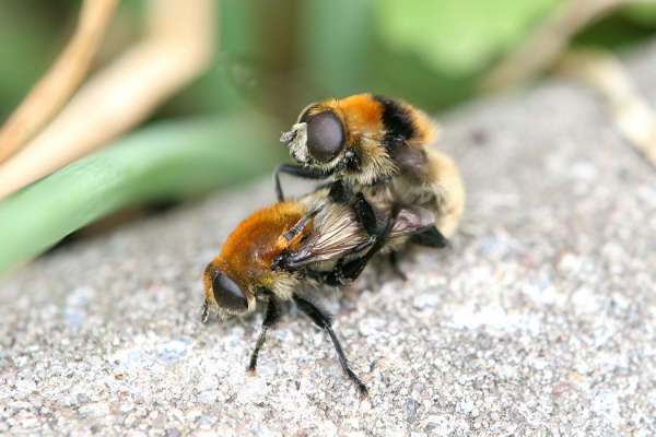 Hummelartige Schwebfliegen