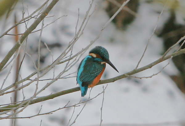 Eisvogel