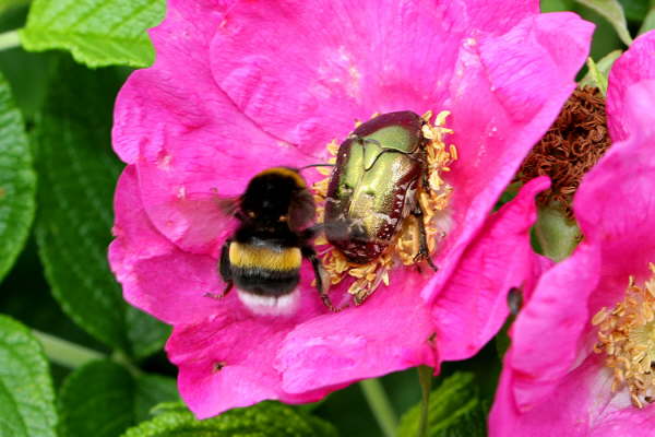 Rosenkfer und Hummel