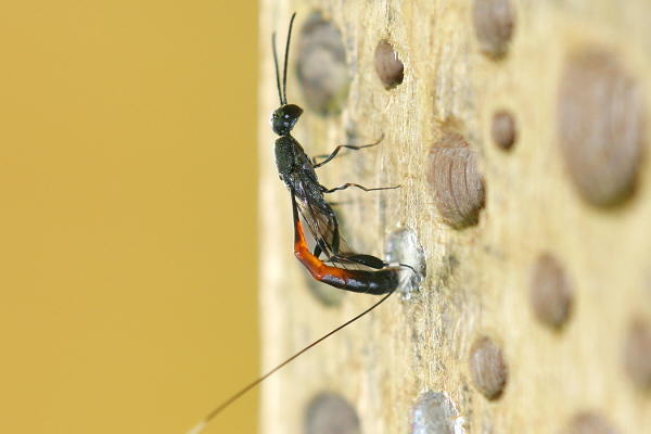 Schlupfwespe