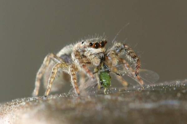 Springspinne mit Beute