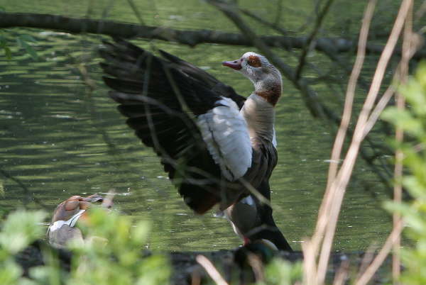 Nilg�nse am Hammerteich