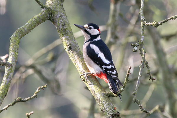 Gro�er Buntspecht