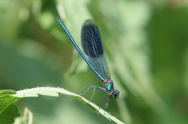 Blaufl�gel Prachtlibelle