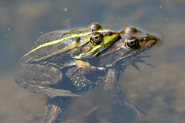 Teichfr�sche in Umarmung
