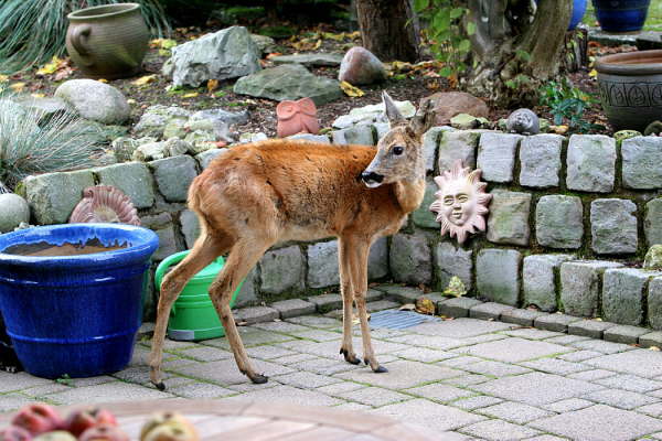 Reh im Vorgarten