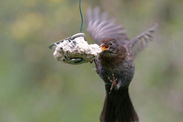 Amsel