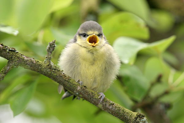 junge Blaumeise fliegt aus