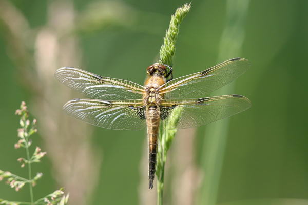 Vierfleck - Geburt einer Libelle