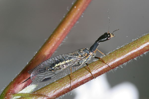Kamelhalsfliege