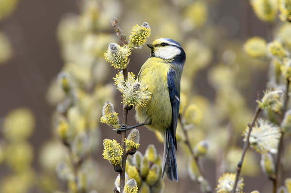 Blaumeise naschen Nektar und fressen Pollen