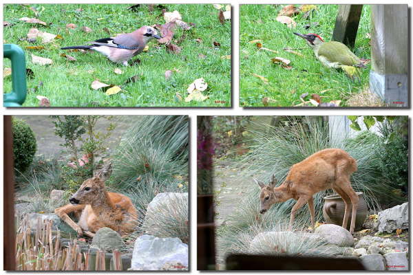 Tiere im Garten
