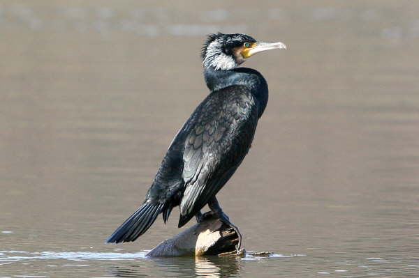 Kormoran im Fr�hlingskleid