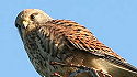 Turmfalke in Sandmann-Naturfoto